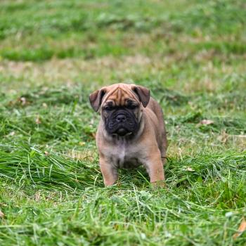 chiot Bulldog continental fauve Before sunrise Elevage des Symphonies d'arlequin