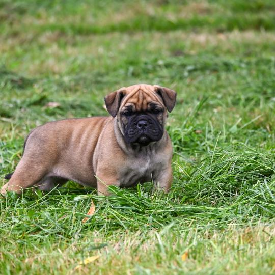 chiot Bulldog continental fauve Before sunrise Elevage des Symphonies d'arlequin