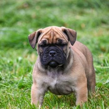 chiot Bulldog continental fauve Before sunrise Elevage des Symphonies d'arlequin