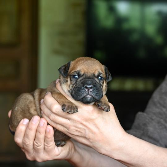 chiot Bulldog continental fauve Before sunset Elevage des Symphonies d'arlequin