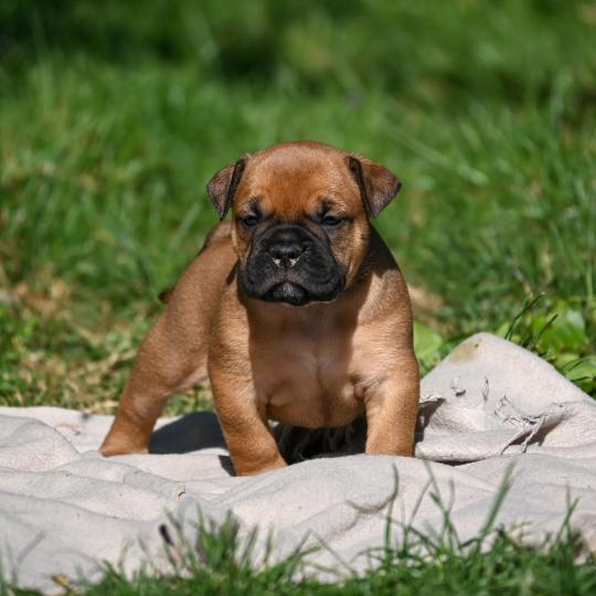 chiot Bulldog continental fauve Before sunset Elevage des Symphonies d'arlequin