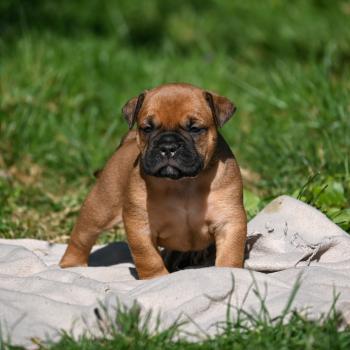 chiot Bulldog continental fauve Before sunset Elevage des Symphonies d'arlequin
