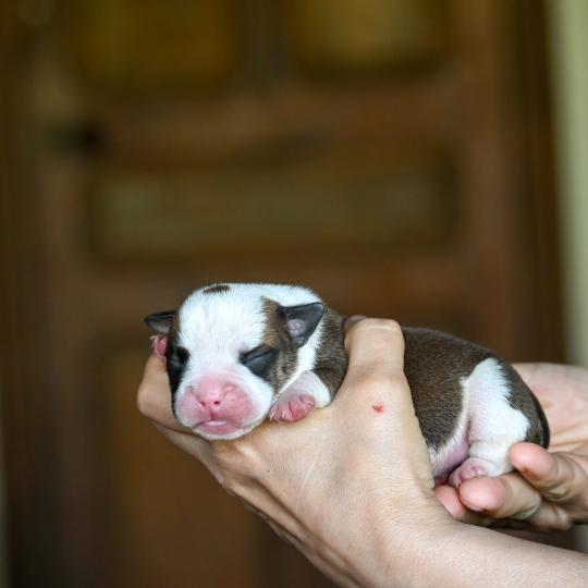 chiot Bulldog continental fauve Before the fall Elevage des Symphonies d'arlequin