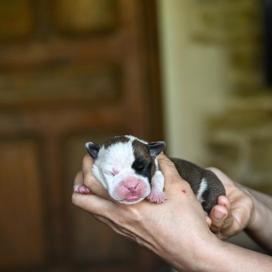 chiot Bulldog continental fauve Before the fall Elevage des Symphonies d'arlequin