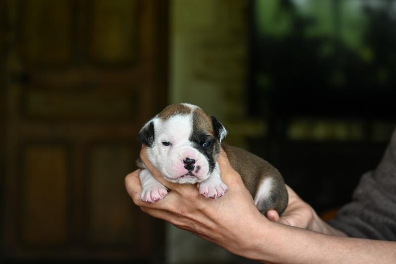Before the fall Des Symphonies d'arlequin Mâle Bulldog continental
