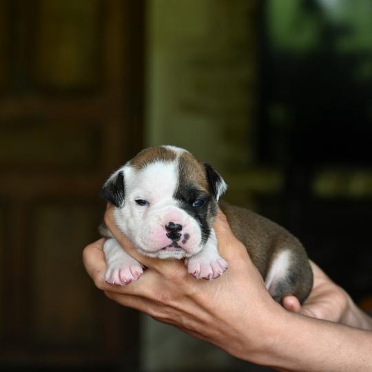 chiot Bulldog continental fauve Before the fall Elevage des Symphonies d'arlequin