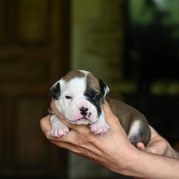 chiot Bulldog continental fauve Before the fall Elevage des Symphonies d'arlequin