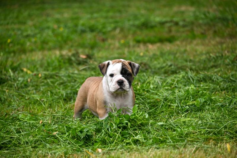 Before the fall Des Symphonies d'arlequin Mâle Bulldog continental