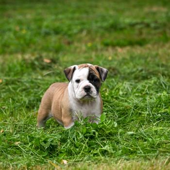 chiot Bulldog continental fauve Before the fall Elevage des Symphonies d'arlequin