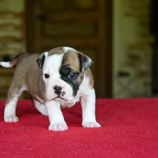 chiot Bulldog continental fauve Before the fall Elevage des Symphonies d'arlequin