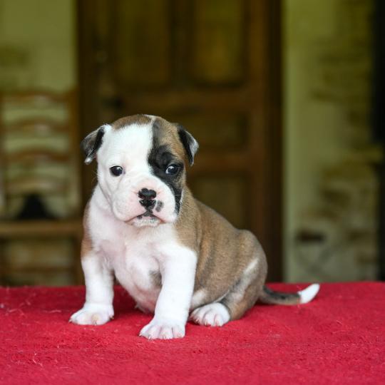 chiot Bulldog continental fauve Before the fall Elevage des Symphonies d'arlequin