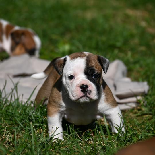 chiot Bulldog continental fauve Before the fall Elevage des Symphonies d'arlequin