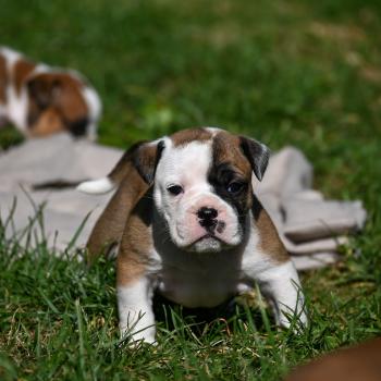 chiot Bulldog continental fauve Before the fall Elevage des Symphonies d'arlequin