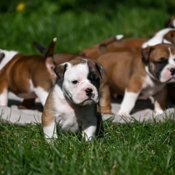 chiot Bulldog continental fauve Before the fall Elevage des Symphonies d'arlequin