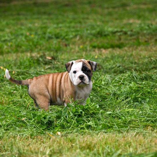 chiot Bulldog continental fauve Before the fall Elevage des Symphonies d'arlequin