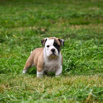 chiot Bulldog continental fauve Before the fall Elevage des Symphonies d'arlequin