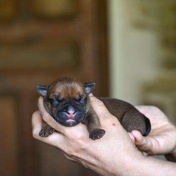 chiot Bulldog continental fauve Before the line Elevage des Symphonies d'arlequin