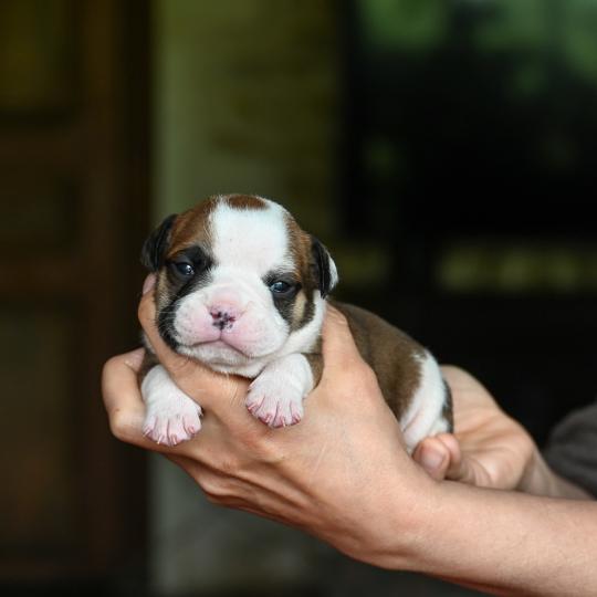 Before the line Des Symphonies d'arlequin Mâle Bulldog continental