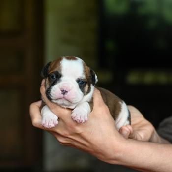 chiot Bulldog continental fauve Before the line Elevage des Symphonies d'arlequin