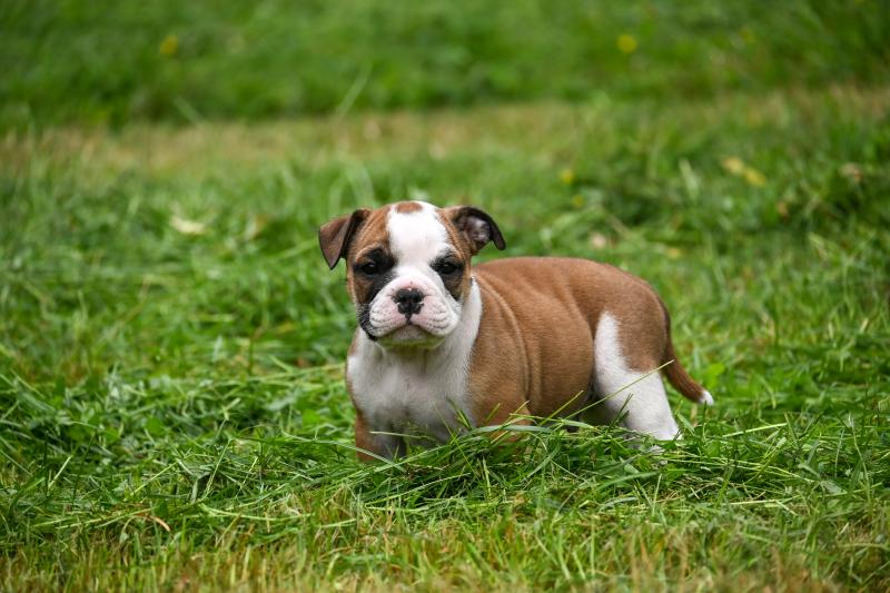 Before the line Des Symphonies d'arlequin Mâle Bulldog continental