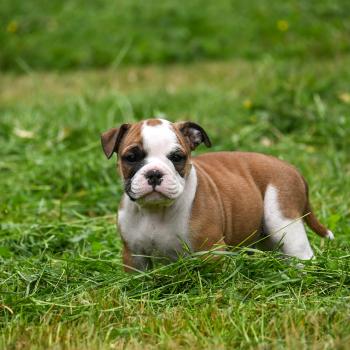 chiot Bulldog continental fauve Before the line Elevage des Symphonies d'arlequin