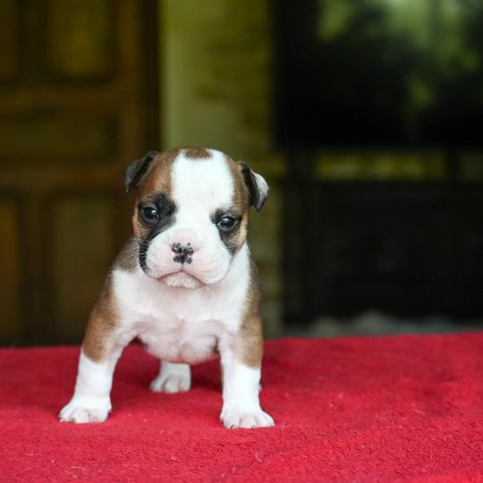 chiot Bulldog continental fauve Before the line Elevage des Symphonies d'arlequin