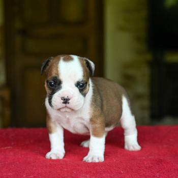 chiot Bulldog continental fauve Before the line Elevage des Symphonies d'arlequin