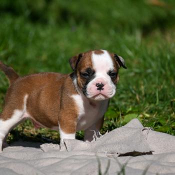 chiot Bulldog continental fauve Before the line Elevage des Symphonies d'arlequin