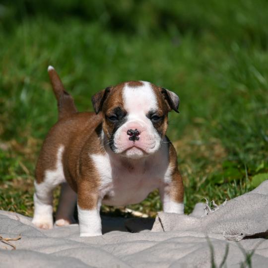 chiot Bulldog continental fauve Before the line Elevage des Symphonies d'arlequin