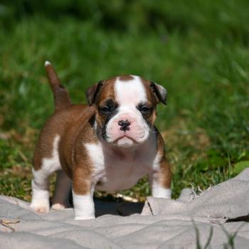 chiot Bulldog continental fauve Before the line Elevage des Symphonies d'arlequin