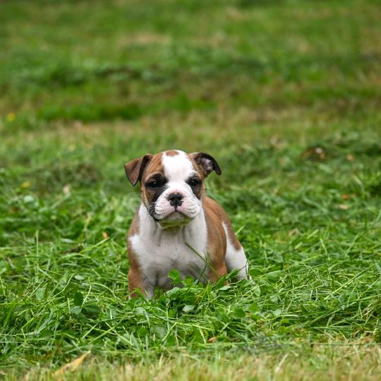 chiot Bulldog continental fauve Before the line Elevage des Symphonies d'arlequin