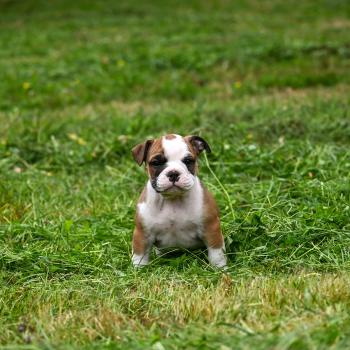 chiot Bulldog continental fauve Before the line Elevage des Symphonies d'arlequin
