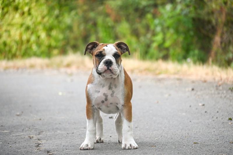 Before the line Des Symphonies d'arlequin Mâle Bulldog continental