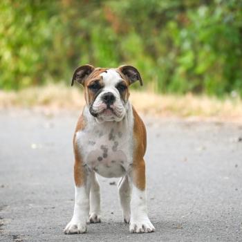 chiot Bulldog continental fauve Before the line Elevage des Symphonies d'arlequin