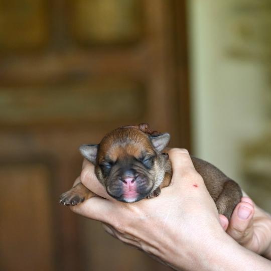 chiot Bulldog continental fauve Before the storm Elevage des Symphonies d'arlequin