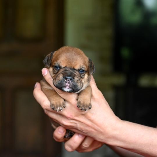 chiot Bulldog continental fauve Before the storm Elevage des Symphonies d'arlequin