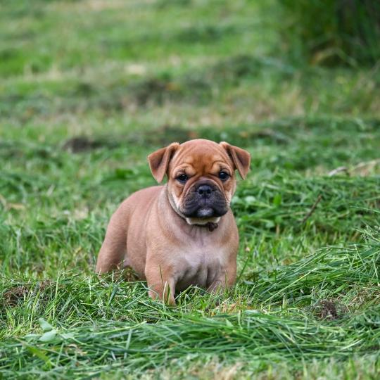 chiot Bulldog continental fauve Before the storm Elevage des Symphonies d'arlequin
