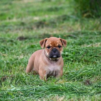 chiot Bulldog continental fauve Before the storm Elevage des Symphonies d'arlequin