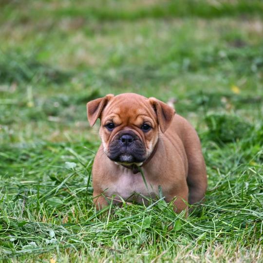 chiot Bulldog continental fauve Before the storm Elevage des Symphonies d'arlequin