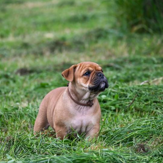 chiot Bulldog continental fauve Before the storm Elevage des Symphonies d'arlequin