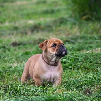 chiot Bulldog continental fauve Before the storm Elevage des Symphonies d'arlequin