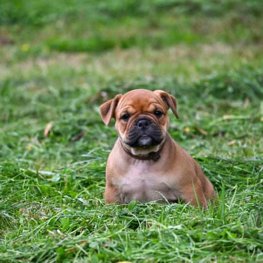 chiot Bulldog continental fauve Before the storm Elevage des Symphonies d'arlequin