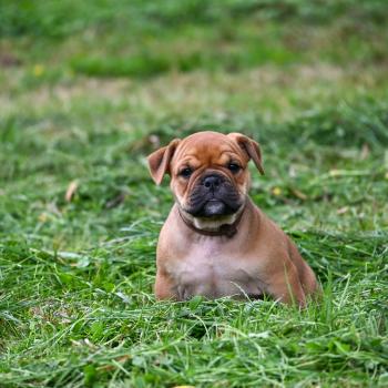 chiot Bulldog continental fauve Before the storm Elevage des Symphonies d'arlequin
