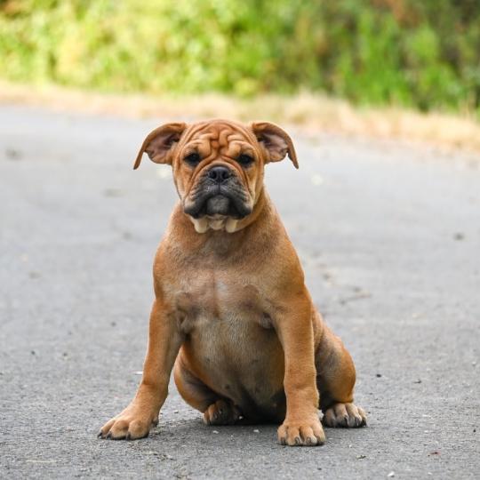 chiot Bulldog continental fauve Before the storm Elevage des Symphonies d'arlequin