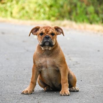 chiot Bulldog continental fauve Before the storm Elevage des Symphonies d'arlequin
