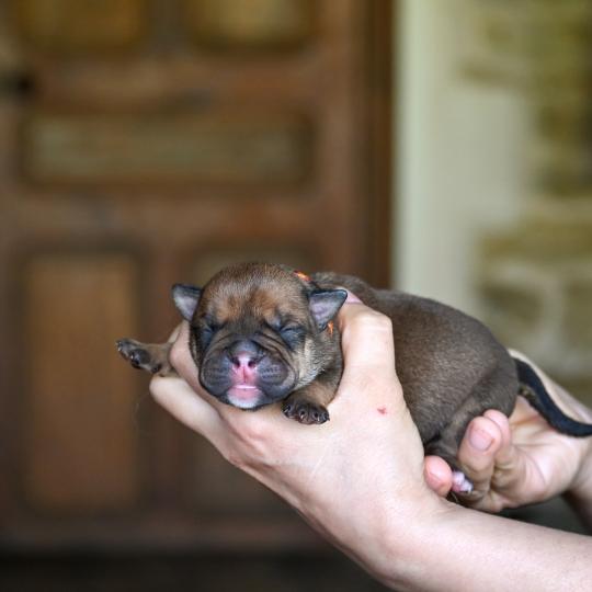 chiot Bulldog continental fauve Before today Elevage des Symphonies d'arlequin