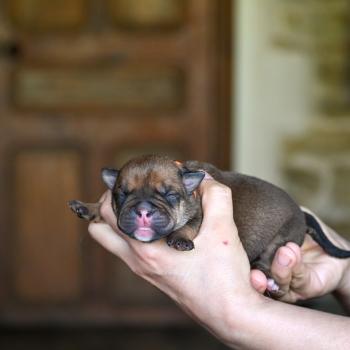chiot Bulldog continental fauve Before today Elevage des Symphonies d'arlequin
