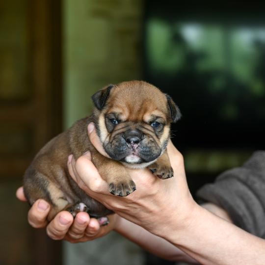chiot Bulldog continental fauve Before today Elevage des Symphonies d'arlequin