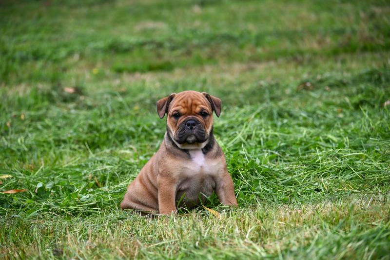 Before today Des Symphonies d'arlequin Femelle Bulldog continental