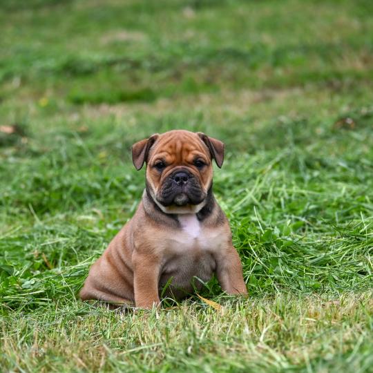 chiot Bulldog continental fauve Before today Elevage des Symphonies d'arlequin